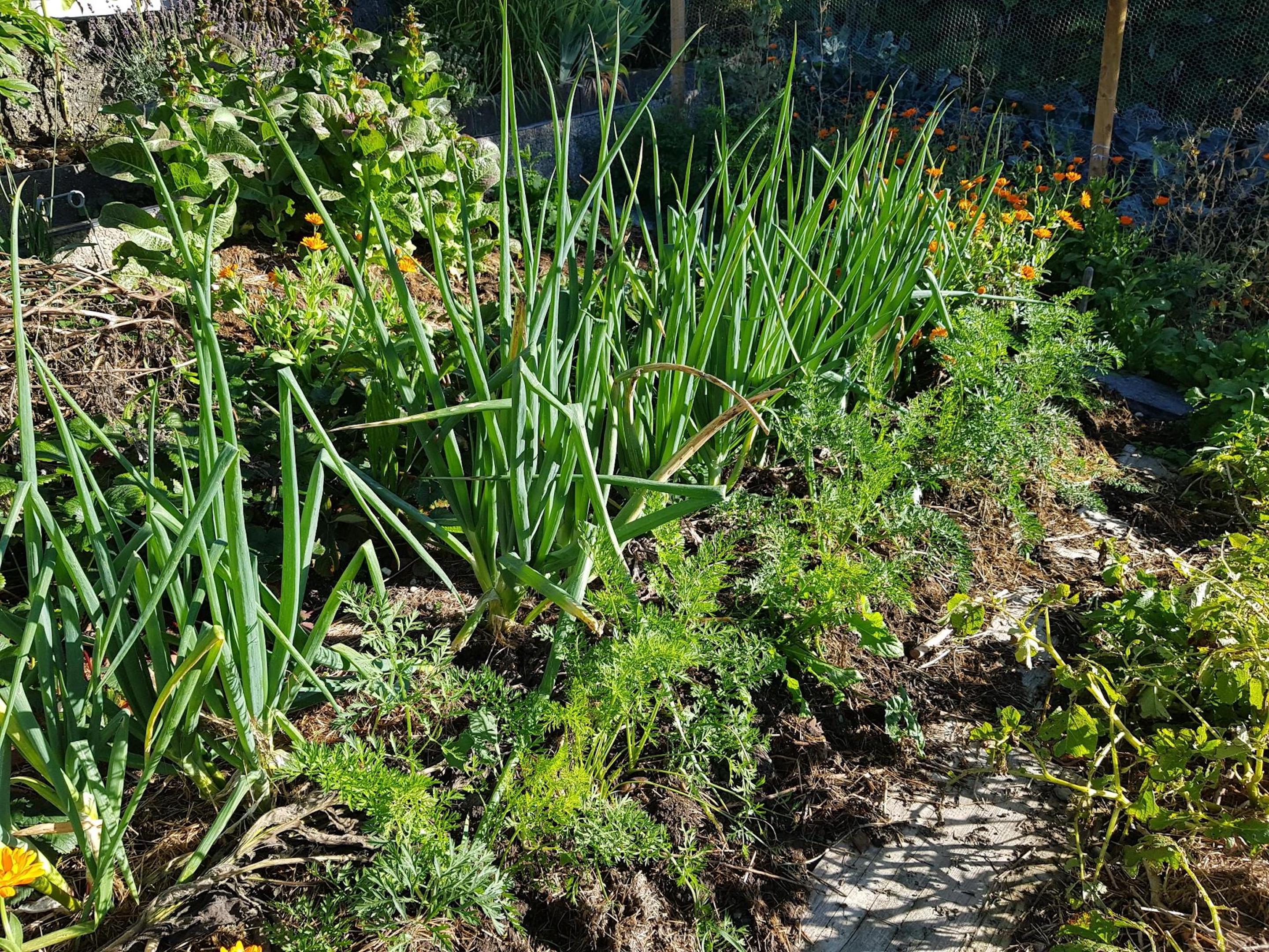 MicrosoftTeams-image (42)