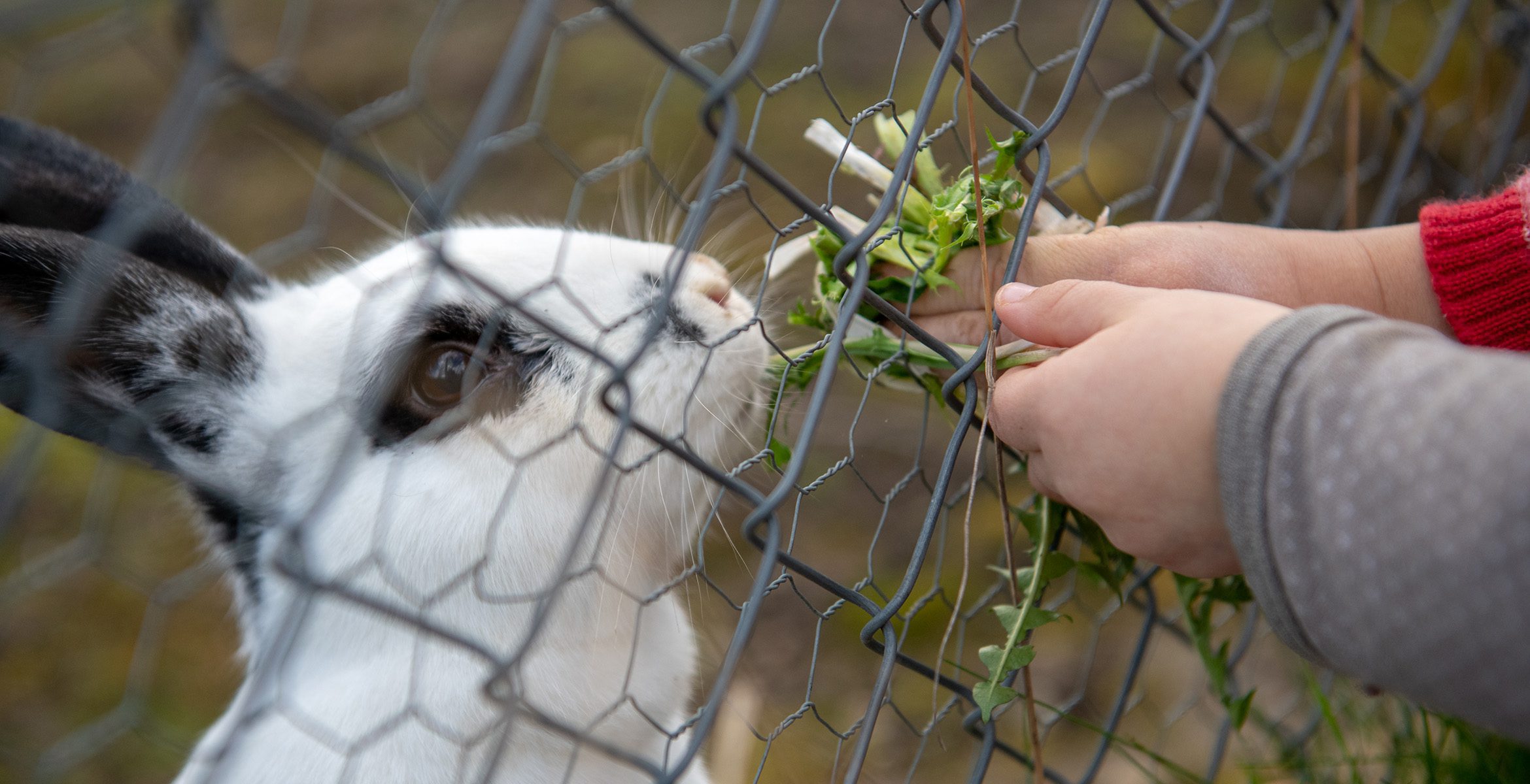 Tierpflege Obstgarten, © Obstgarten