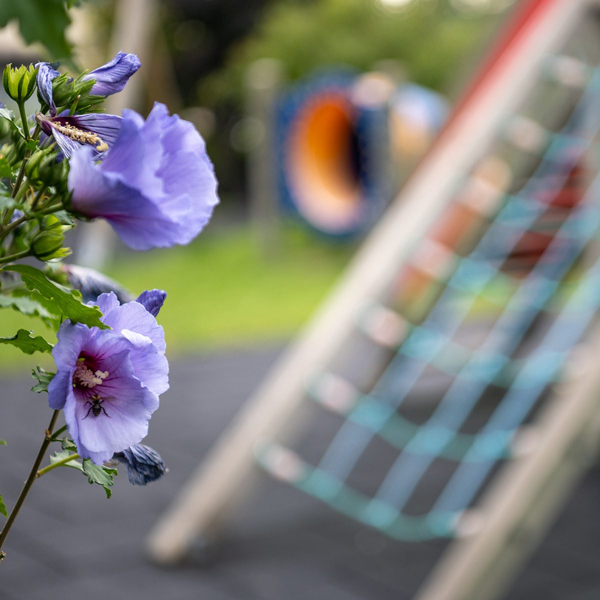 Kinder- und Jugendhaus Paradies: Blumen